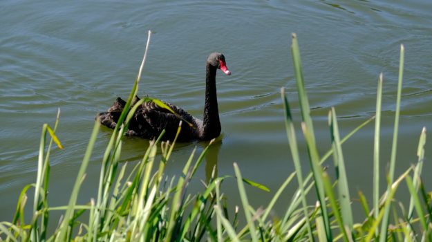 Kindness in Nature: Swans Save a Stranded Fish