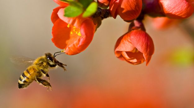 Why We Should Not Pluck Flowers For Puja